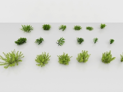 水生植物 水草海藻