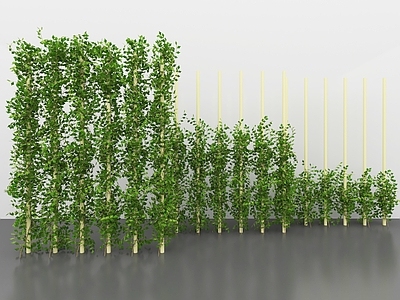 藤蔓 藤蔓 爬山虎