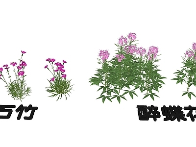 花草 花境 盆栽花草 石竹 醉蝶花