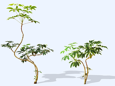 灌木 2D大叶伞 澳洲鸭脚木 辐叶鹅掌柴