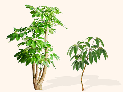 灌木 2D澳洲鸭脚木 大叶伞 辐叶鹅掌柴