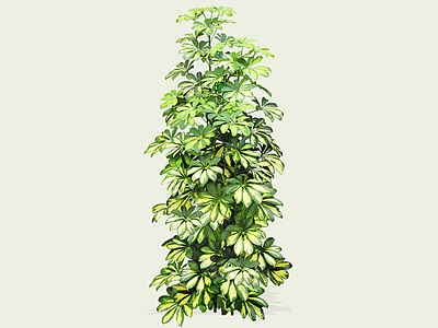 灌木 2D鹅掌柴 鸭掌木 鹅掌木 鸭脚木 大叶伞