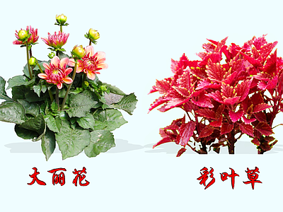 花草 2D大丽花 彩叶草 五彩苏 天竺牡丹 洋芍药