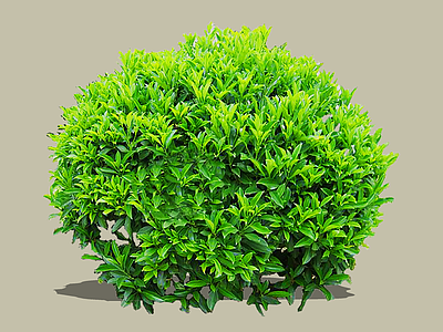 灌木 2D 灰莉 非洲茉莉 球灌木