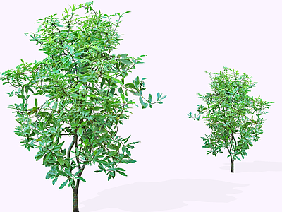 灌木 2D 金边黄杨 金边冬青卫矛 金边大叶黄杨