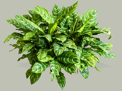 灌木 2D孔雀竹芋 蓝花蕉 五色葛郁金