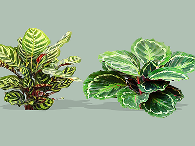 灌木 2D孔雀竹芋 五色葛郁金 蓝花蕉