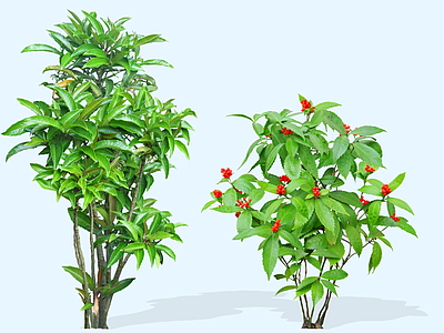 灌木 2D朱砂根 叶下红 铁凉伞