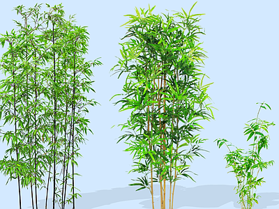 竹子 2D紫竹 翠竹 庭院花园竹 青竹
