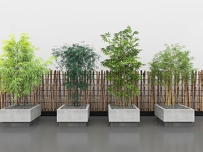 竹子 竹林竹子