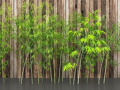 竹子 竹林竹子