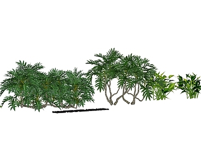 花草 花境 盆栽花草 仙羽蔓绿绒 心叶蔓绿绒