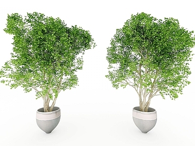 现代装饰植物