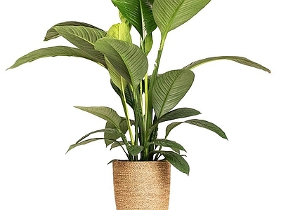 盆栽 现代绿植盆栽