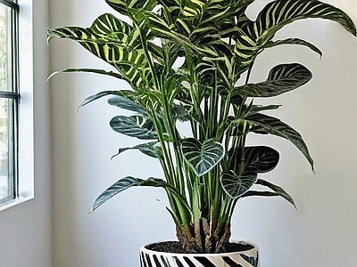 盆栽 现代绿植盆栽