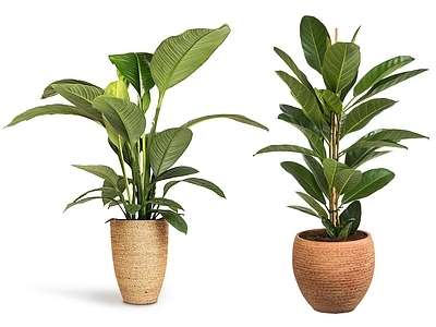 盆栽 现代绿植盆栽