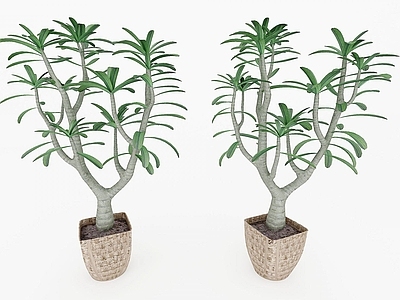 现代装饰植物