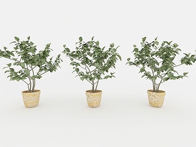现代装饰植物
