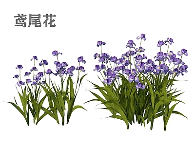 花草 花境 鸢尾 马蔺 芦苇 花架花草