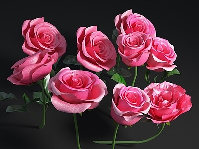 花 玫瑰花 牡丹花 红花 花草 花朵鲜花