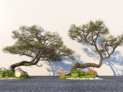 乔木 新中式造型迎客松 歪脖树 造型黑松 松树