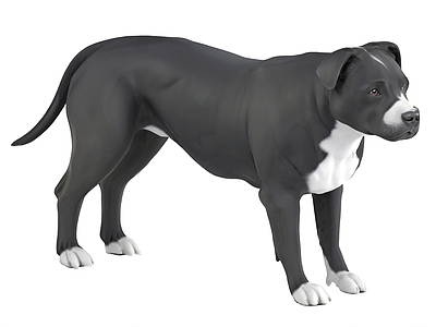 其他动物 护卫犬 导盲犬
