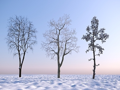 景观树 现代雪景树