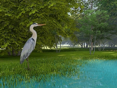 飞行动物 苍鹭 白鹭 湿地鸟类