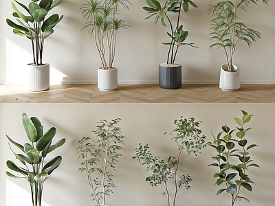 盆栽 盆栽 植物 绿植 松树 天堂鸟