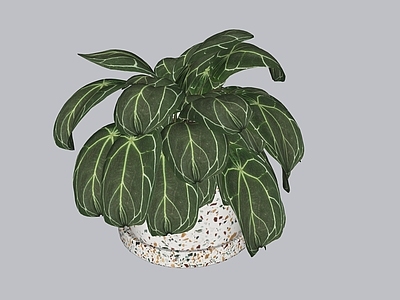 盆栽 盆栽 植物
