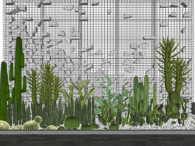 植物组合 仙人掌植物组合 室内仙人掌造景 石笼景墙 沙生植物组合