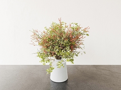 盆栽 植物 盆栽 绿植 花盆