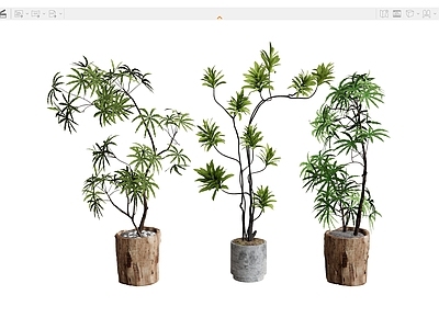 植物组合 植物组合盆栽花盆 盆栽组合树