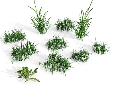 草 小草 野草 花草 花草灌木 草坪