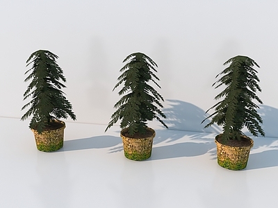 其他树木 树木 植物