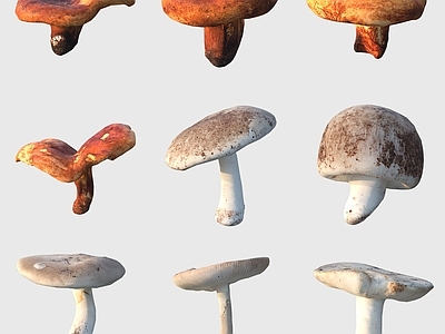 酒水食物 食物蔬菜蘑菇菇类