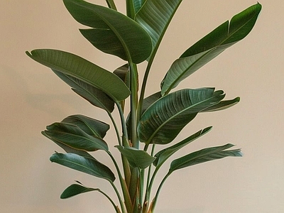 盆栽 现代绿植盆栽
