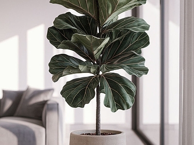 盆栽 现代绿植盆栽