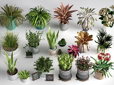 植物堆 现代花盆 盆栽植物 花卉植物