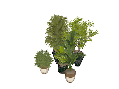 盆栽 盆栽 盆景 植物 绿植