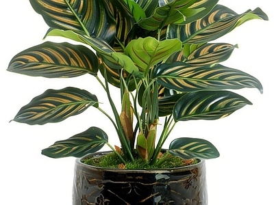 盆栽 现代绿植盆栽