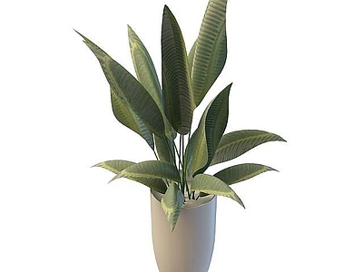 现代盆栽花瓶
