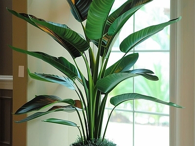 盆栽 现代绿植盆栽