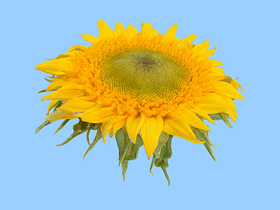 花 向日葵 乌克兰的国花 植物 太阳花 向日葵花