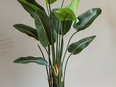 盆栽 现代绿植盆栽