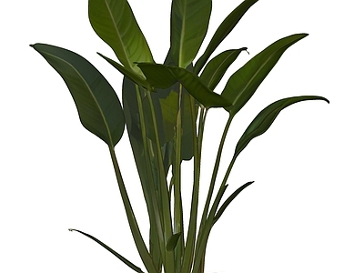 盆栽 现代绿植盆栽