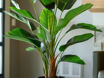 盆栽 现代绿植盆栽