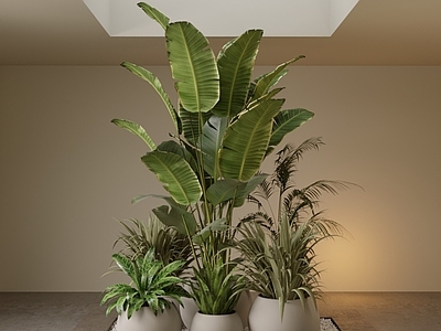 盆栽 现代植物盆栽组 天堂鸟