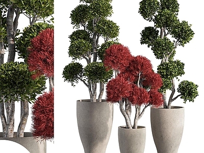盆栽 盆景盆栽 绿植 植物摆件