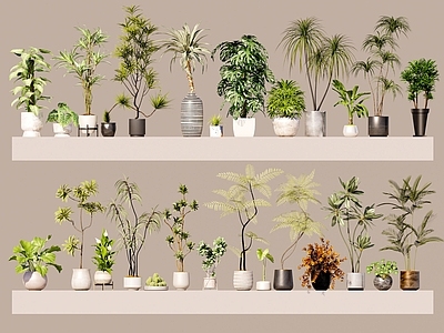 盆栽 森系植物盆栽组合 盆栽 绿植盆栽 盆景 阳台植物 室内绿植 多肉盆栽
